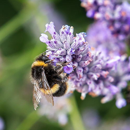bumblebee on purple flower
