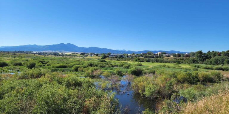 a wetland landscape