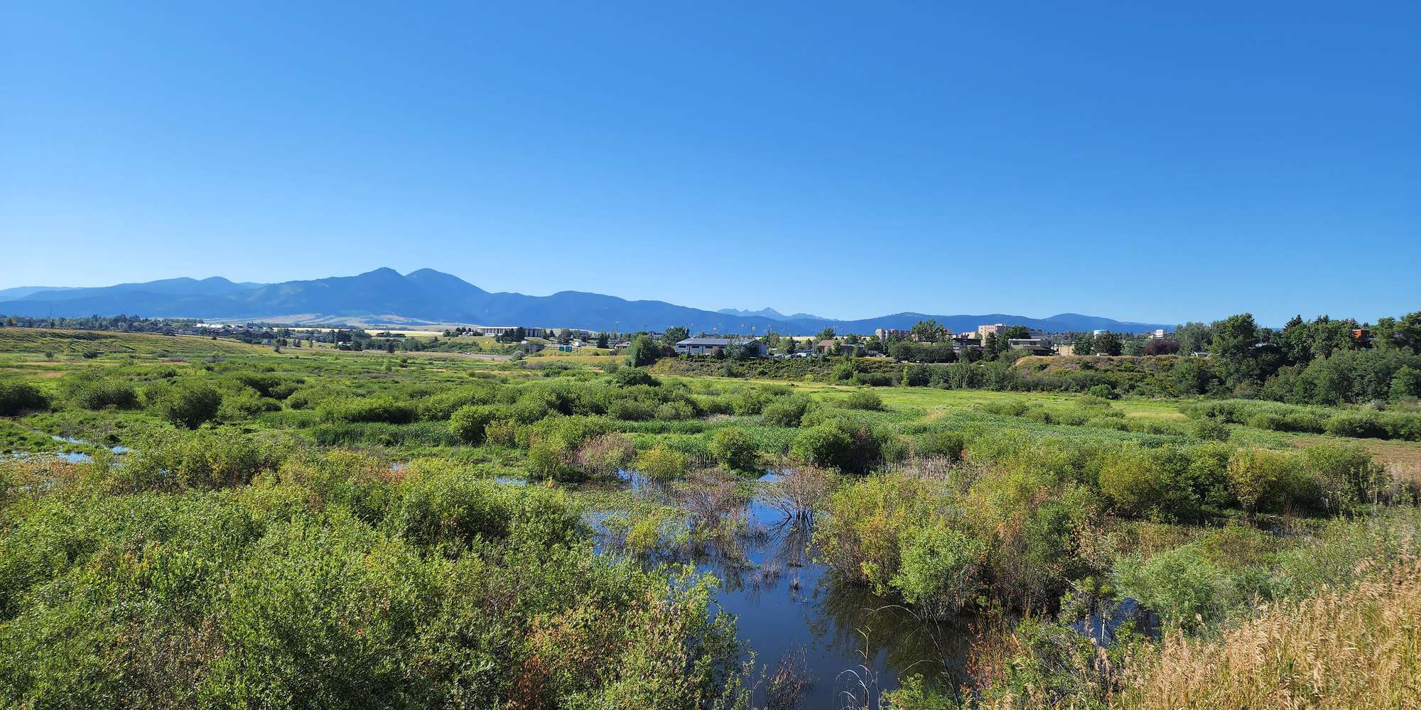 a wetland landscape