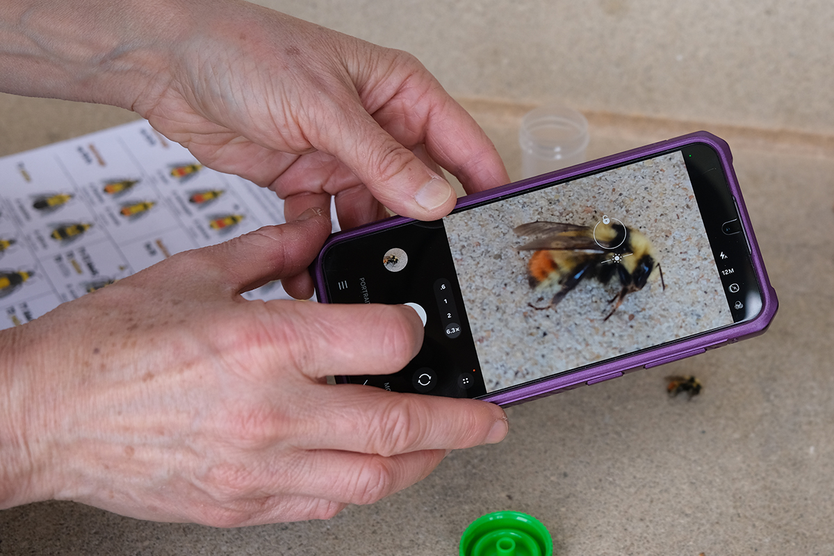 a person takes a picture of a frozen bee to record data