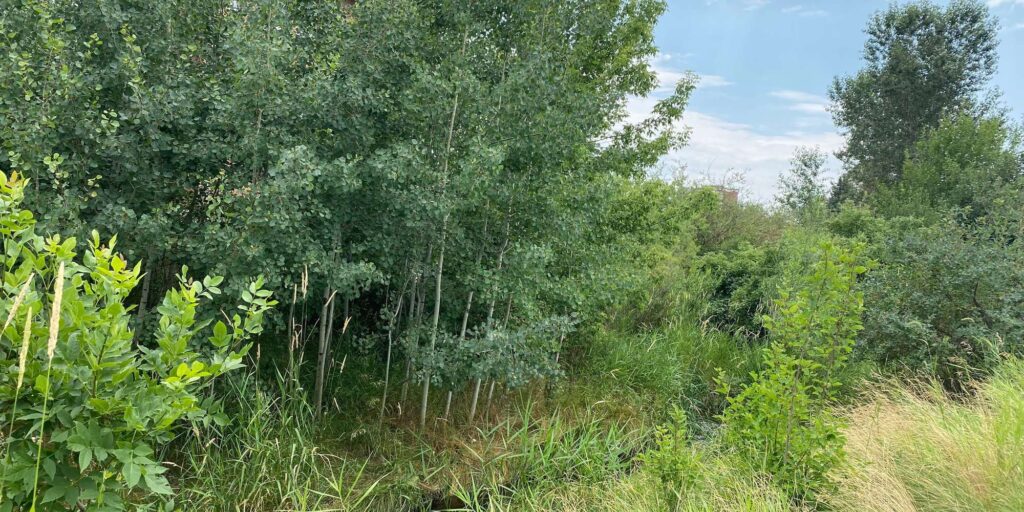 view of lush creekside vegetation