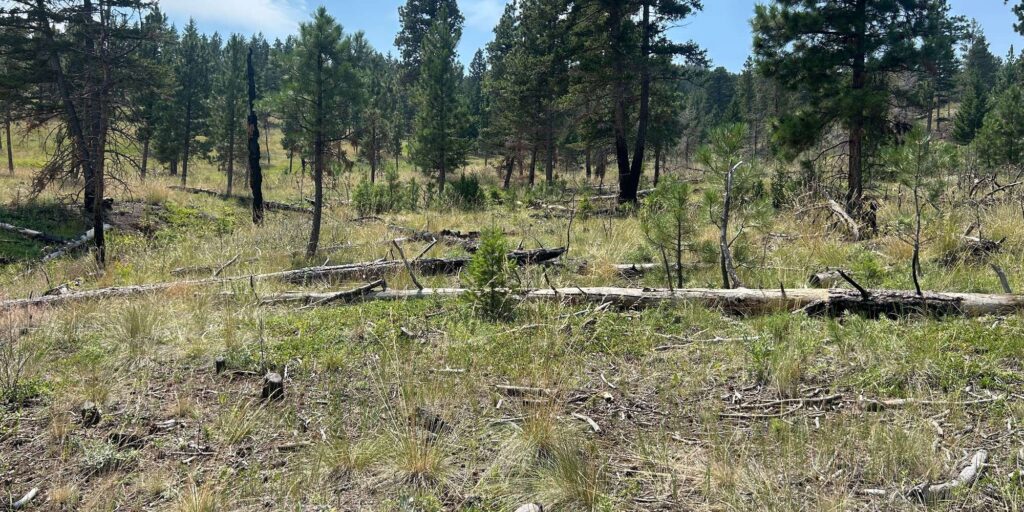an open forest with evergreen trees and grasses, with some dead wood interspersed