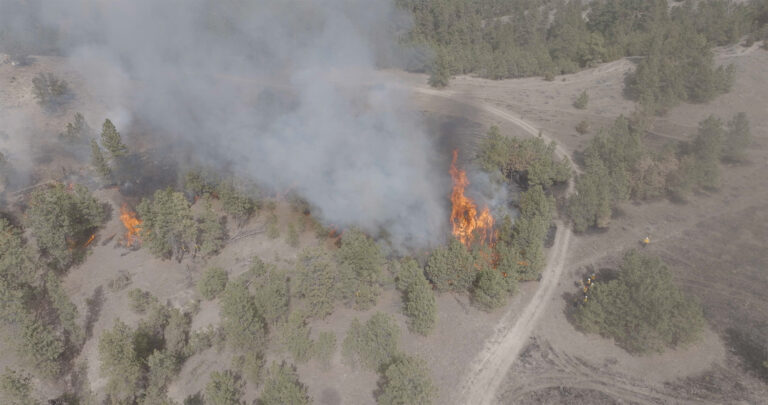 an open forest with conifer trees and a dirt road running through it. A fire burns in several spots and has smoke plumes. A fire crew stands by.