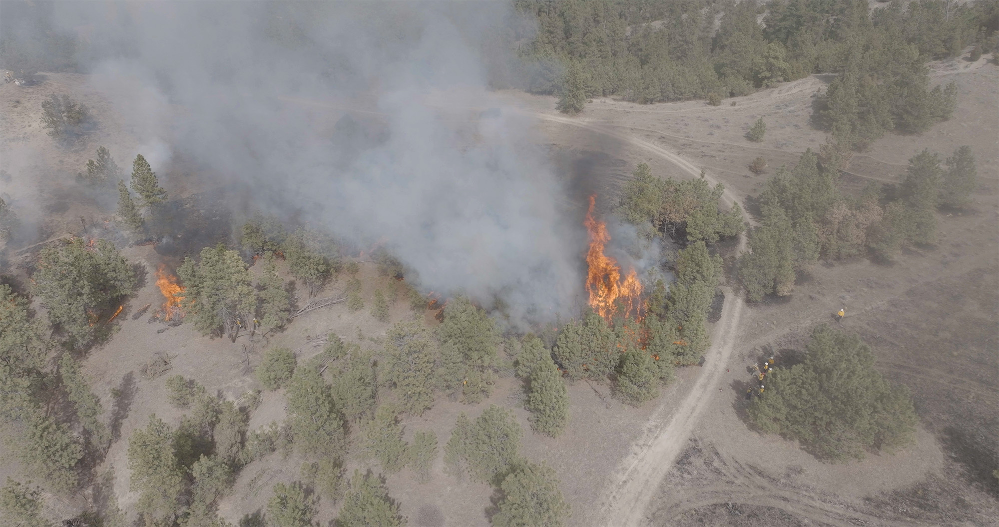 an open forest with conifer trees and a dirt road running through it. A fire burns in several spots and has smoke plumes. A fire crew stands by.